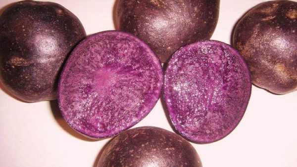PURPLE MAJESTY SEED POTATOES Bulbs Tubers -2Lb -deep purple color inside and out