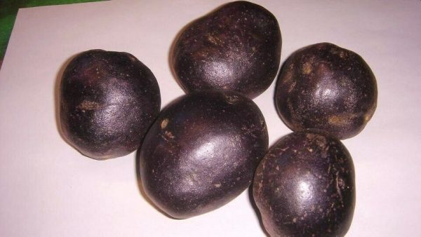 PURPLE MAJESTY SEED POTATOES Bulbs Tubers -2Lb -deep purple color inside and out