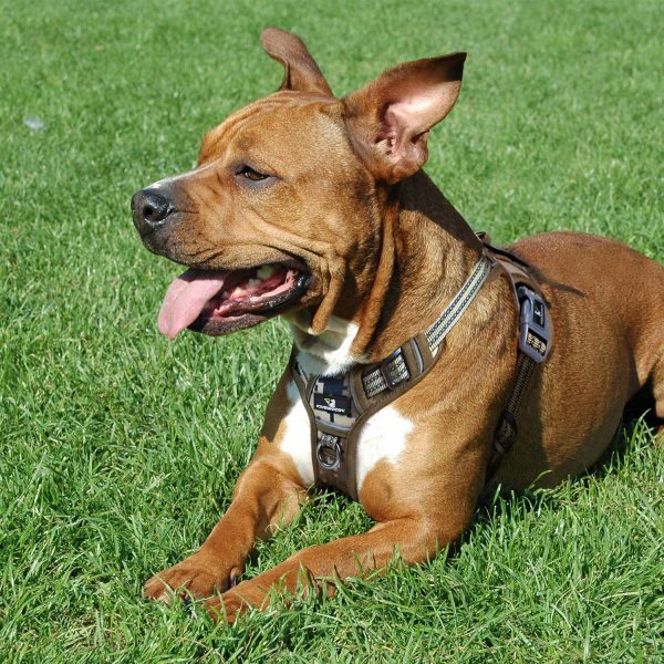 FIVEWOODY Tactical Dog Training Harness No Pulling Front Clip Leash Adhesion Reflective K9 Pet Working Vest Easy Control for Small Medium Large Dogs